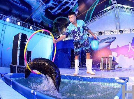 江浙沪周边海狮表演海狮出租动物表演庆典演出项目