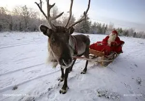 活体驯鹿出租圣诞节活动驯鹿租赁驯鹿资源