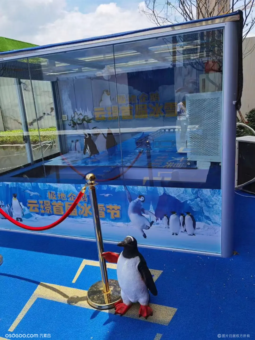热门动物展览河南企鹅出租 常温企鹅出租承接海洋动物出租
