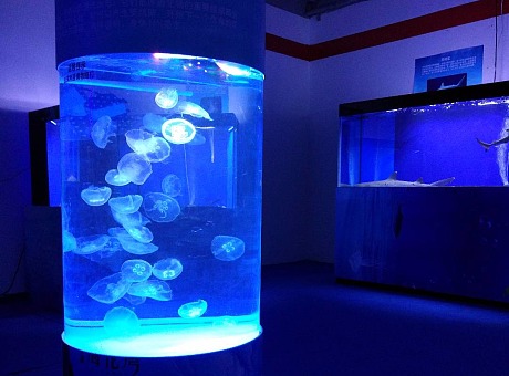 海洋生物鱼缸展示 梦幻水母展示