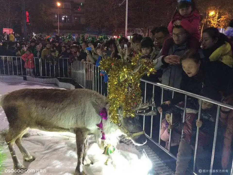 专业养殖活体麋鹿巡展资源租赁圣诞驯鹿展览出租