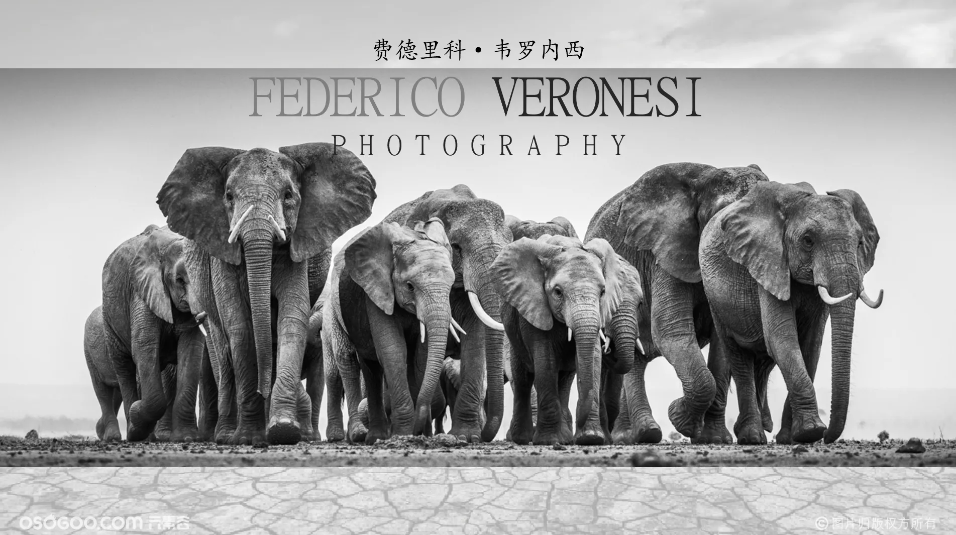 动物保护协会荣誉委员-意大利野生动物摄影师费德里科