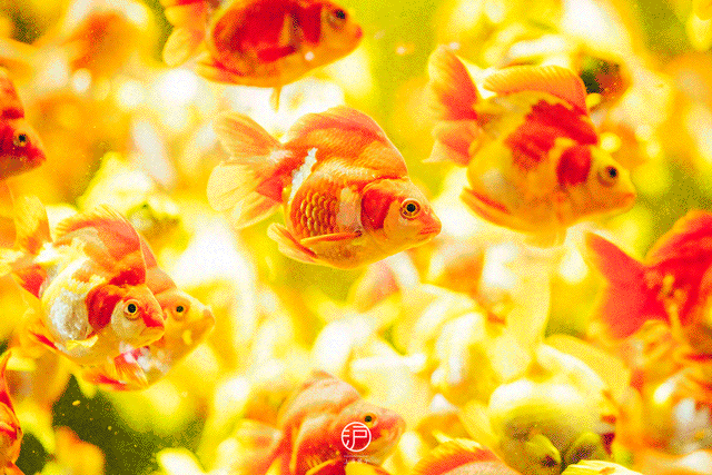 中国“锦鳞·溢彩”凌空金鱼艺术展