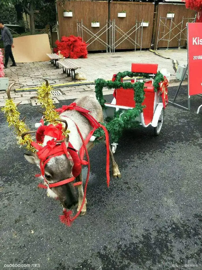驯房产景区商场圣诞好方案驯鹿出租圣诞老人展览圣诞主题驯鹿方案