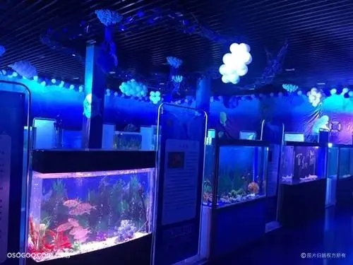 海洋主题方案海洋生物展海洋鱼缸展览古老生物水母展