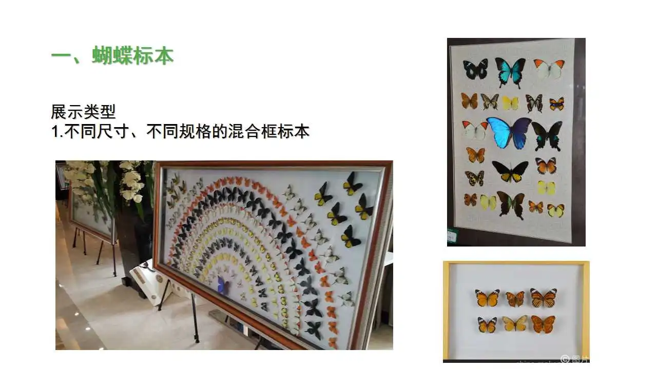 蝴蝶标本展，活体蝴蝶，蝴蝶活动整体规划