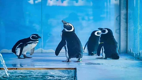 节日庆典企鹅室内展出租企鹅展租赁公司供应