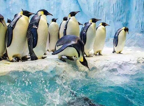 元旦春节麦哲伦企鹅展览企鹅出租海洋动物展览
