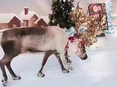 圣诞驯鹿租赁出租2021圣诞节活动观赏驯鹿展示