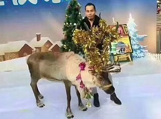 圣诞活体驯鹿出租 圣诞驯鹿展览租赁