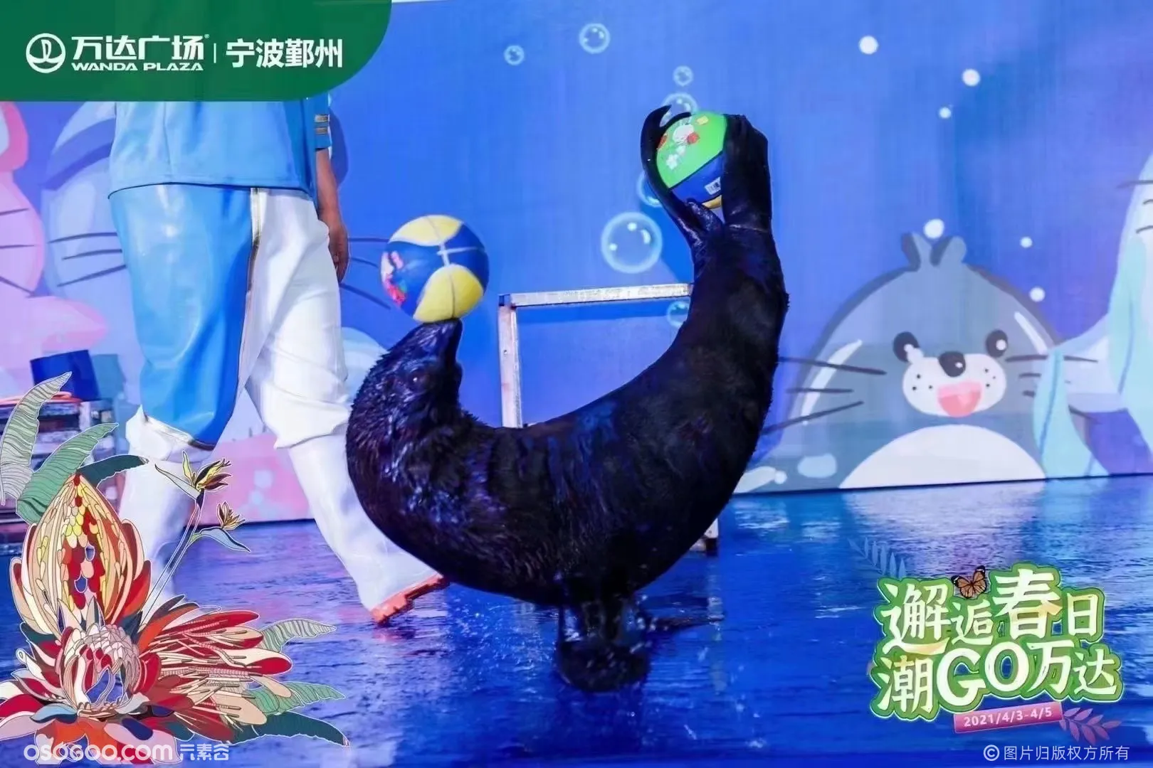 暑期商展策划 海洋表演海狮出租 萌宠动物乐园策划