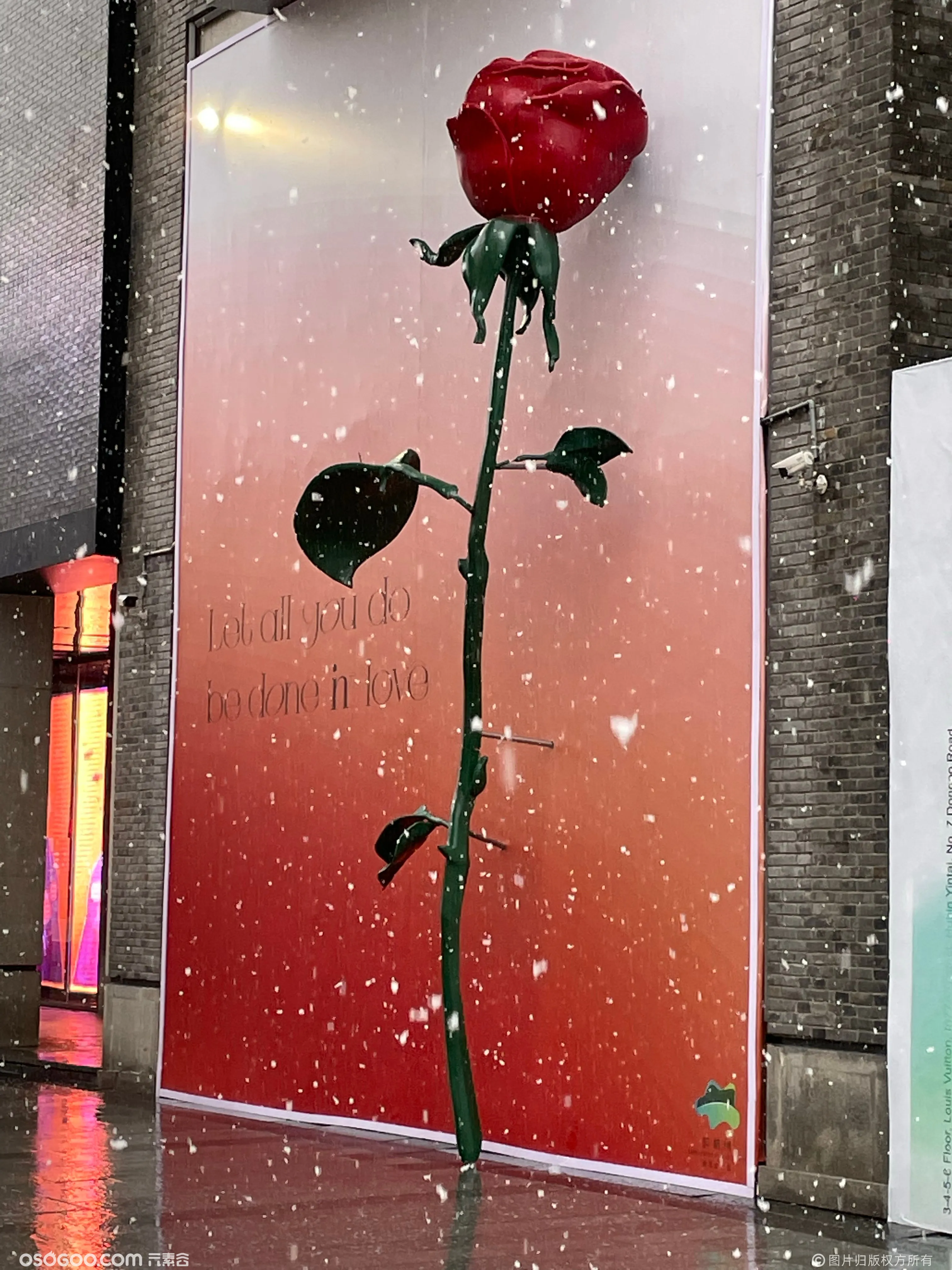 巨型玫瑰-绽放爱与力量