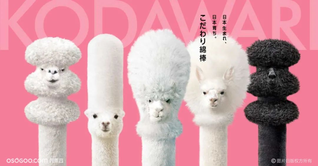 “羊驼”日本Kodawari棉签创意平面广告
