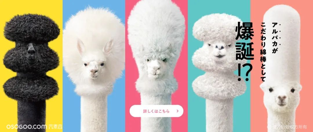 “羊驼”日本Kodawari棉签创意平面广告