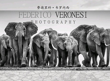 【动物保护协会荣誉委员】摄影师费德里科·韦罗内西