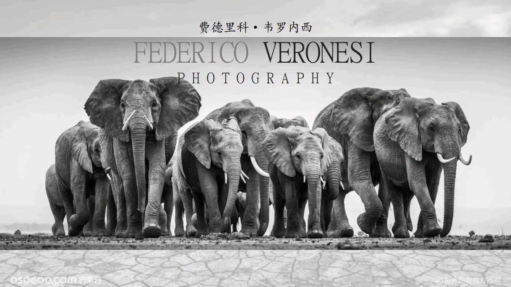 【动物保护协会荣誉委员】摄影师费德里科·韦罗内西