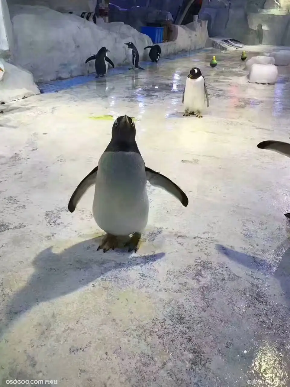 北极企鹅降临，可爱企鹅展租赁