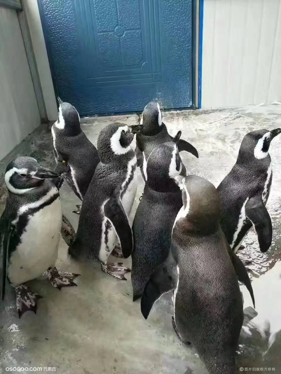 北极企鹅降临，可爱企鹅展租赁