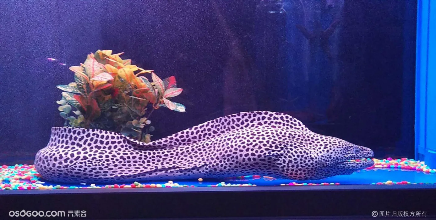 海洋生物展美人鱼表演海狮表演海底生物观赏出租