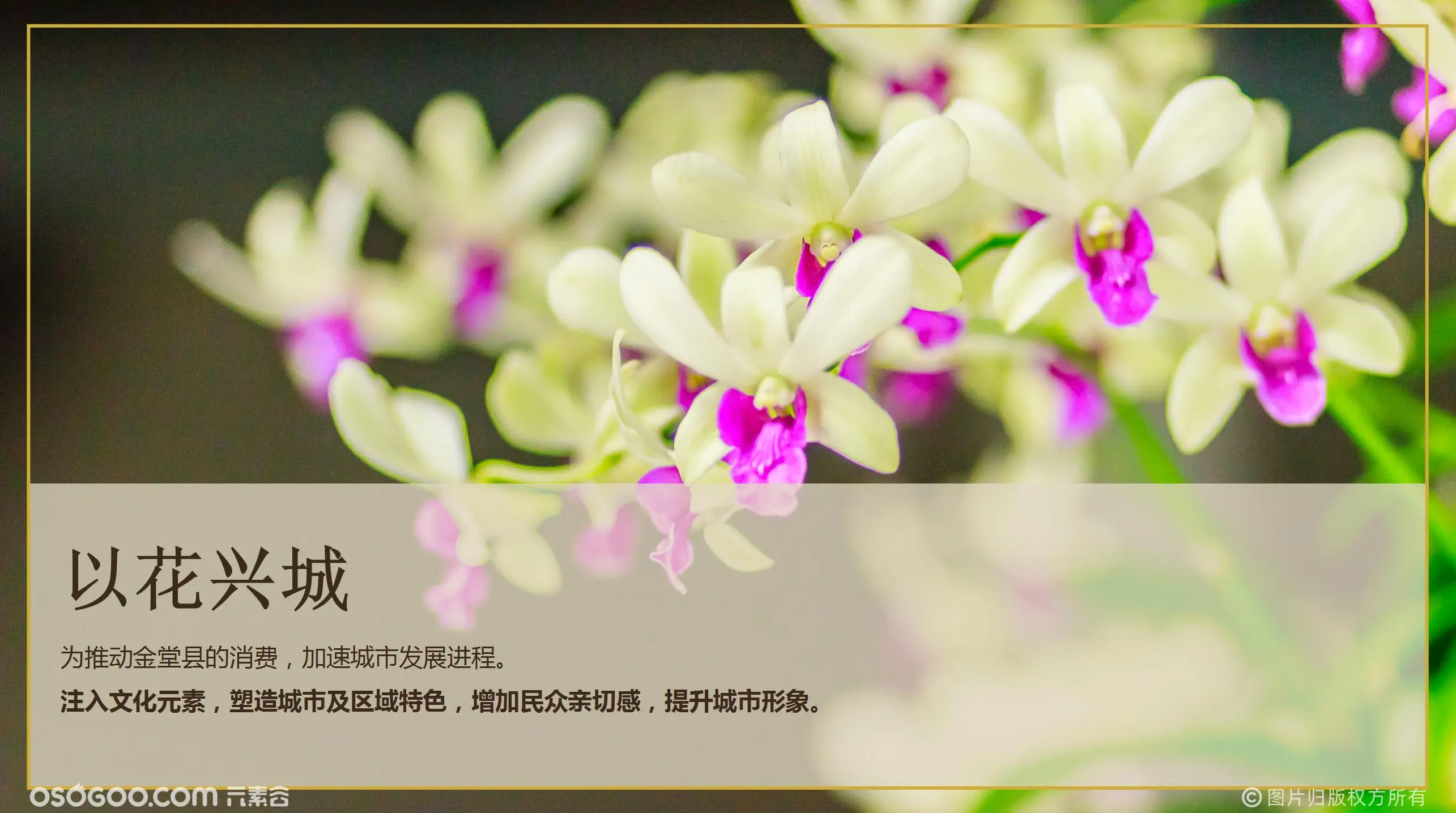 第六届春季石斛花生活节